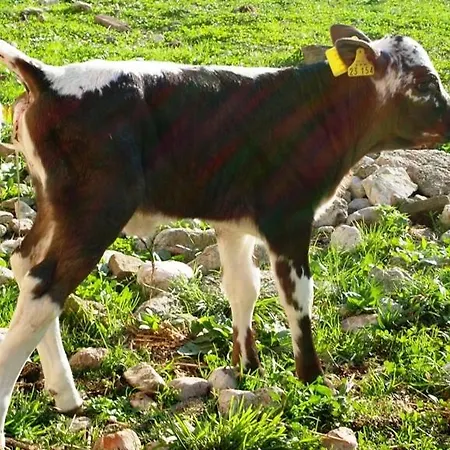 Mayringerlehen Pensión