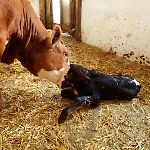 Mayringerlehen Ramsau bei Berchtesgaden
