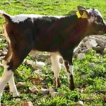 Mayringerlehen Penzion