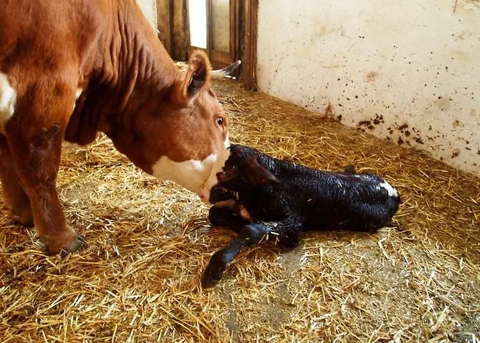 Mayringerlehen Ramsau bei Berchtesgaden